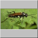 Macrophya duodecimpunctata - Blattwespe 05.jpg